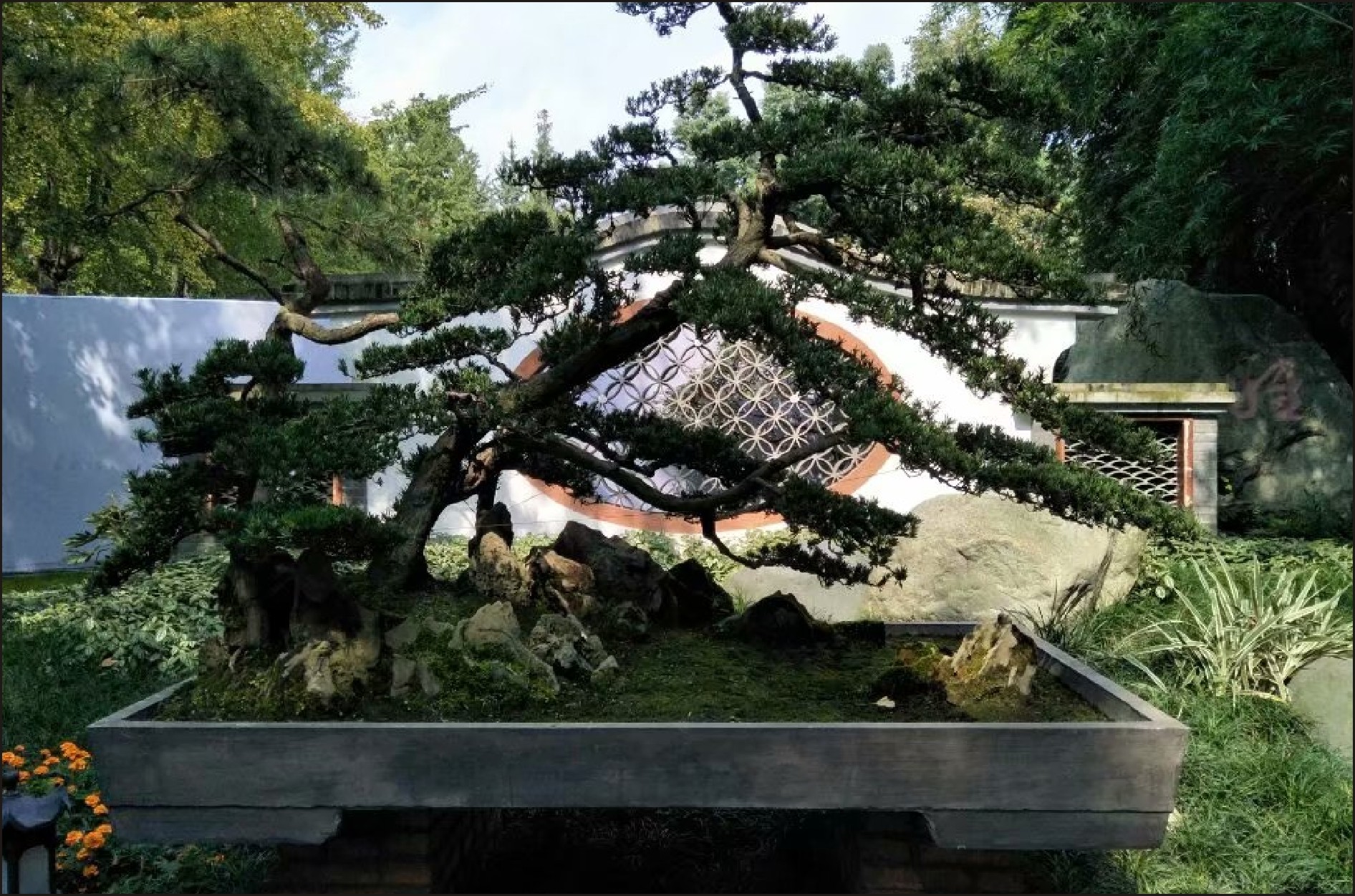 2017年中国盆景展